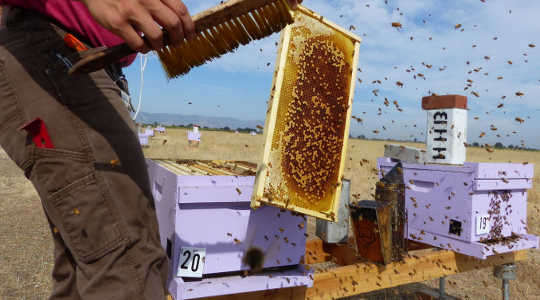 Working bee colonies. Elina L. Nino, Author provided