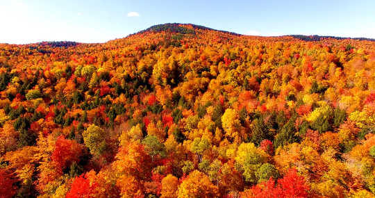 Forests such as this one in Maine, US, were suddenly counted in the carbon budget as an incentive for the US to join the Kyoto Agreement.