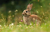 a wild rabbit or hare